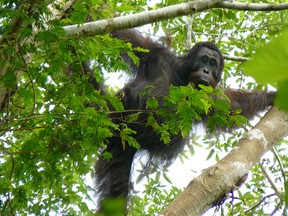 An orangutan in the Indonesian forest of east Kalimantan.