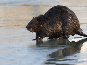 File photo of a beaver in the area of the Ganaraska River in Port Hope, Ontario.