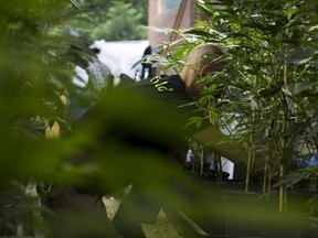 FILE PHOTO - Phil, a cannabis grower from the Kootenay region is arranging mother plants. B.C. solicitor general Mike Farnworth wants the federal government to consider B.C.'s existing pot growing expertise when deciding on licensing.