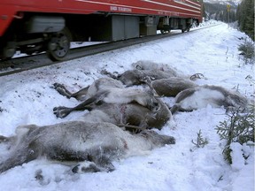 n this grab taken from video made available on Nov. 26, 2017, a train passes by dead reindeer near Mosjoen, in the north of Norway. A Norwegian reindeer herder says that freight trains have killed more than 100 of the animals on the tracks in three days.