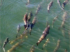 The mass of warm water known as 'the blob' that heated up the North Pacific Ocean has dissipated, but scientists are still seeing the lingering effects of those unusually warm sea surface temperatures on salmon in the region. A U.S. research survey this summer turned up among the lowest numbers of juvenile salmon in their nets in 20 years, suggesting that many fish did not survive their first months at sea.