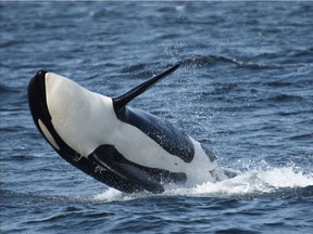 Decline in the availability of Chinook salmon is having a dramatic impact on one B.C.’s most iconic marine wildlife – the southern resident killer whale population.