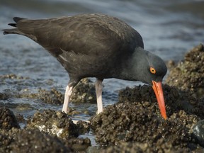 Captain George Vancouver’s expedition recorded the black oystercatcher in 1792 and the distinctive seabird can still be found on the same islets in Howe Sound.