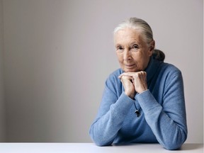 In this April 7, 2017 photo, British primatologist, ethologist, and anthropologist Jane Goodall poses for a portrait in New York.