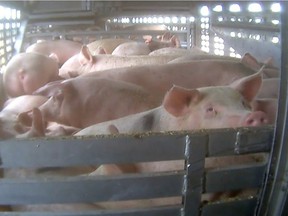 The federal government is expected to release new regulations soon on transporting livestock, but animal-welfare groups fear they won't go far enough. Photo credit: Mercy For Animal.