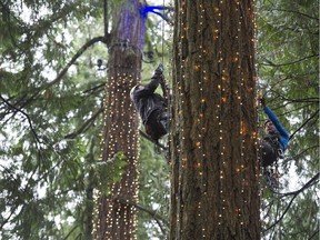Roman Knauer (left) and Marc Luc Lalumiere ascending a tree to put up lights for the Christmas lights display at Capilano Suspension Bridge in North Vancouver.