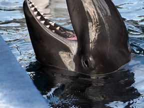 Rescued cetaceans Helen, a Pacific white-sided dolphin and Chester, a false killer whale, at the Vancouver Aquarium on Jan. 24.