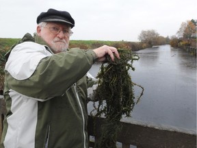 Michael Krygier, who is the president of the strata at Mariners Village, which is adjacent to the affected pond with an invasive aquatic plant that is threatening to jump from a drainage pond to an ecologically sensitive area, in Steveston, BC., November 13, 2017.