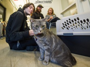 William Faulkner (background) sits with registered nurse Yvonne Bone as Will's brother Tyler waits with their cat Bella at the One Health clinic at Directions Youth Services on Sunday.