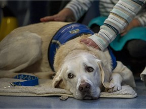 To be certified under B.C. law, service dogs must come from an accredited school, or an owner must make an application to the province and the dog must undergo testing.