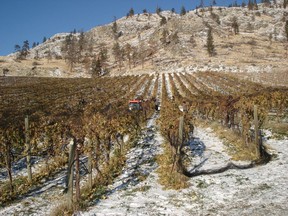 An icewine vineyard in the Naramata Ranch area. Some parts of the Okanagan are seeing cold enough temperatures for the earliest icewine grape harvest on record.