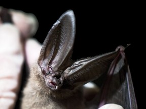 A Townsends big-eared bat, an at-risk species in British Columbia. Also found in the United States and Mexico.