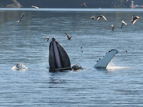 Researchers off northeastern Vancouver Island have documented what they believe is a new and globally unique feeding behaviour for humpback whales. They call the method "trap feeding" and it involves the use of pectoral fins to bring juvenile herring to the whales' gaping mouths. Seabirds actually help out.
