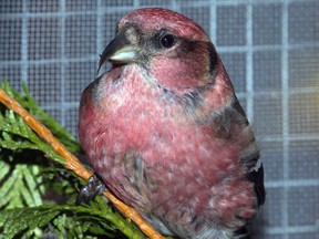 The Wildlife Rescue Association of BC is caring for a White-winged Crossbill, a redheaded finch with white spotting on its back and wings. This bird, while it has been known to appear in the Lower Mainland, hasn't been seen at the rescue shelter since 2007.