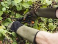 Game of Thorns gloves are a must-have for any gardener dealing with prickly situations.