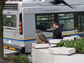 A barred owl holds down its prey, likely a pigeon, outside the Bentall IV building in downtown Vancouver on Monday.