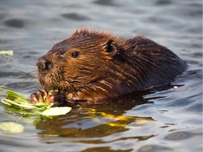A beaver has died in Port Mood after being trapped in a sewer pipe by rising water.
