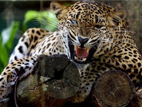 TOPSHOT - A Sri Lankan leopard is pictured at a zoo in Dehiwala near Colombo on March 3, 2016, on World Wildlife Day. AFP PHOTO/ Ishara S. KODIKARA / AFP / Ishara S.KODIKARAISHARA S.KODIKARA/AFP/Getty Images