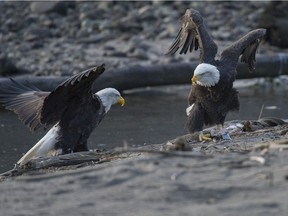 475 adult bald eagles and 209 juveniles were counted in the Squamish area in Jan. 2017. The Squamish Environment Society is looking for volunteers to help with the 2018 count.
