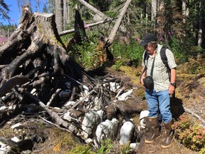 Paul Griffiths shows where a wildfire on a logged karst landscape stopped in its tracks when it came up against a cool, humid old-growth forest.