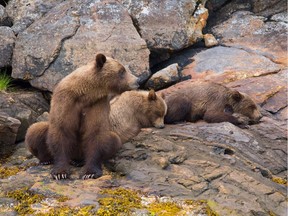 A female grizzly and her cubs in Khutzeymateen Inlet.