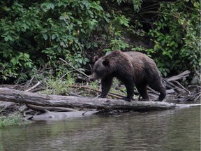 A female grizzly bear navigates a log at the Fisheries Pool, a popular bear-viewing site on the Atnarko River.