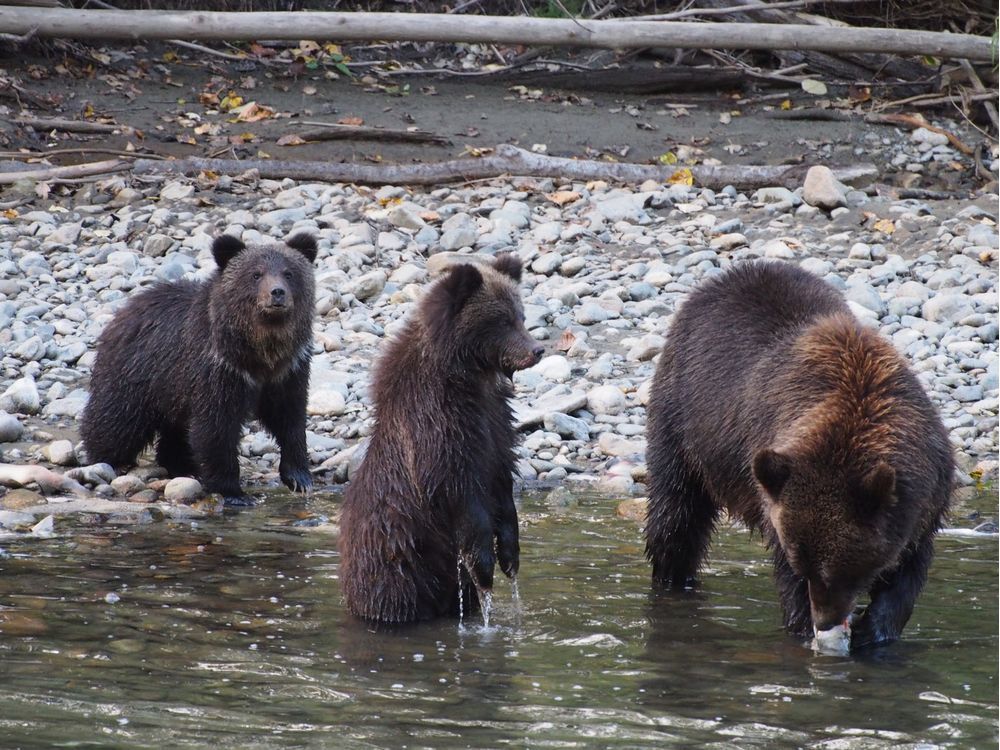 Grizzly bear guide: where they live, how they hunt and conservation -  Discover Wildlife