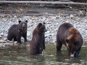 A female grizzly with two cubs on the salmon-rich Atnarko River in the Bella Coola Valley.