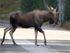 As the snow builds up across British Columbia, the government is warning people to resist the urge to feed hungry moose, elk and deer.