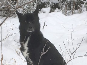 Yukon the dog has been reunited with his family in Alaska. He spent two weeks living in the woods near the Mile 80 rest stop northwest of Fort St. John.