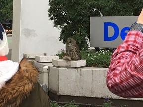 Passersby gather outside the Bentall IV building Monday to photograph a barred owl with a rat in its talons. Chantel Genio photo.