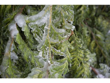 Freezing rain for the past several days caused tree branches to fall on powerlines causing power outages, and trees to topple in Mission, BC, Saturday, December 30, 2017. Thousands of people are without power in the Mission, Abbotsford and Langley areas and the freezing rain has made traveling treacherous.