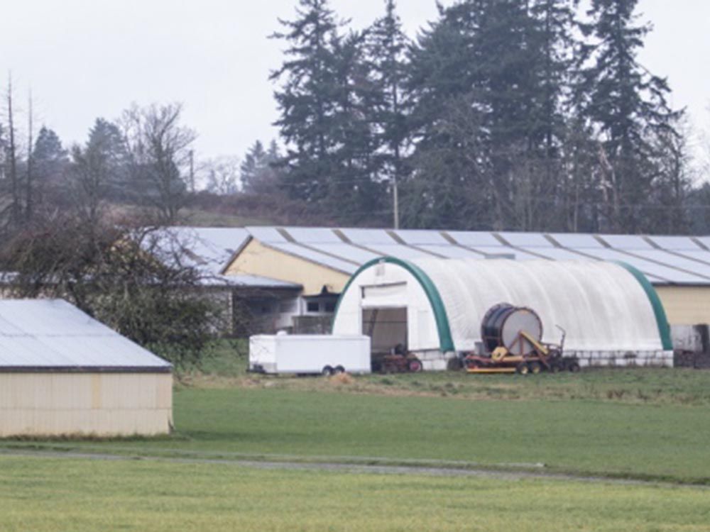 Saanich dairy farm to home to one of Canada's largest pot operations Vancouver Sun