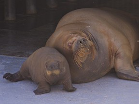 Newborn baby walrus Lakina joins her mother, Arnaliaq, as the baby is introduced to the public at the provincial aquarium in Quebec City, Thursday, May 26, 2016.