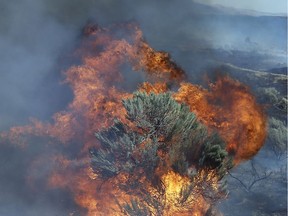 In this Aug. 5, 2015 file photo, fire engulfs sagebrush near Roosevelt, Wash. Federal officials have launched a two-pronged plan to stop a vicious cycle of rangeland wildfires in a wide swath of sagebrush country in the West that supports cattle ranching, recreation and is home to an imperiled bird. The U.S. Bureau of Land Management on Friday, Dec. 22, 2017, says it will create an Environmental Impact Statement concerning fuel breaks and another on fuels reduction and restoration for Idaho, Oregon, Nevada, California, Utah, and Washington.