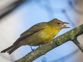 Dec. 11, 2017 - A rare visit from a summer tanager, a species recorded only six times ever in BC and never before in Metro Vancouver, is causing a flutter among birders. Photo credit: John Gordon/http://www.johngordonphotography.com/  [PNG Merlin Archive]