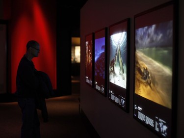 A man looks at winning photos part of the Wildlife Photographer of the Year exhibit on until April 2, 2018 at the Royal BC Museum in Victoria, B.C., on Thursday, December 21, 2017.