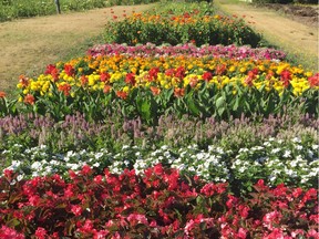 Trial Garden: Even at the end of August, after a trying summer, these trial varieties were still growing strong.