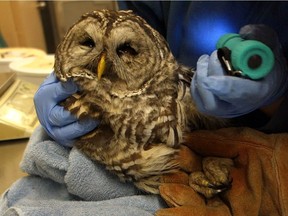 VANCOUVER, B.C.: DEC. 11, 2017 – The Wildlife Rescue Association of B.C. rescued a Barred Owl on Monday morning, Dec. 11, 2017 in downtown Vancouver. The owl suffered injuries to its left side, a swollen left eye and damaged feathers on its left wing and blood in its mouth. It's believed the owl was hit by a car.
