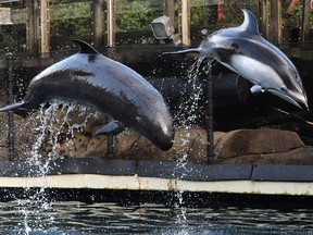 File: Rescued cetaceans Helen, a Pacific white-sided dolphin and Chester, a false killer whale in action at the Vancouver Aquarium in Vancouver, BC., January 24, 2017. After the death of two beluga whales at the facility the park board banned cetaceans in city parks.