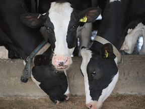 Cows eat before being milked on Hinchley's Dairy Farm on April 25, 2017 near Cambridge, Wisconsin. President Donald Trump today tweeted "Canada has made business for our dairy farmers in Wisconsin and other border states very difficult. We will not stand for this."