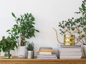 The cold, dark months can be a challenge for houseplants and their owners.