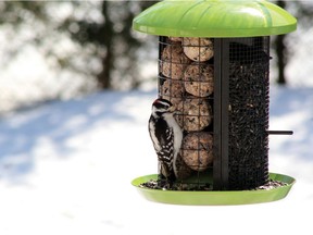 Make it a buffet! Some specialty feeders offer dual suet and seed holders.