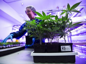 Francoise Levesque, master horticulturalist, working with the marijuana strain Jean Guy from the nursery at Tilray, Sept. 19, 2016.