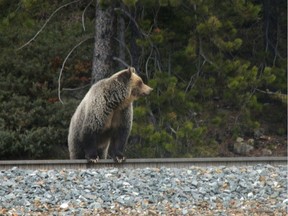 File: A grizzly looks for snacks along the tracks just west of Lake Louise on May 20, 2014.