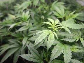 Marijuana plants for sale in an undated file photo.