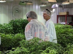 Cam Battley, right, medical-marijuana producer Aurora Cannabis's executive vice-president, shows off the firm's 'mother room' at its production facility north of Calgary.