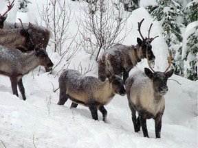 Part of a woodland caribou herd move through the south Selkirk Mountains, near the Washington state border with B.C., in a 2005 photo provided by the B.C. Forest Service.