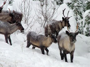 Provincial officials hope the public can help identify the people who interfered with a caribou recovery program in northeastern British Columbia by trying to reopen part of a closed backcountry road.