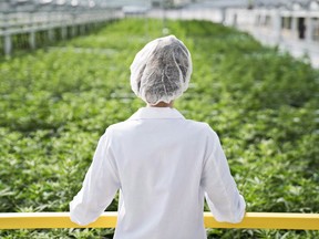 An Aphria worker look out over a crop of marijuana in an undated handout image.